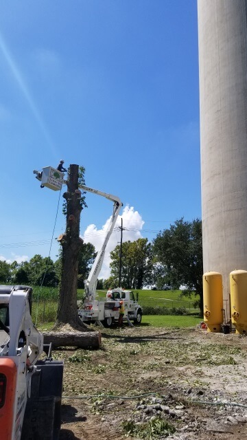 Blocker Tree & Landscape Gallery