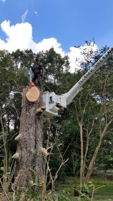 Blocker Tree & Landscape Gallery