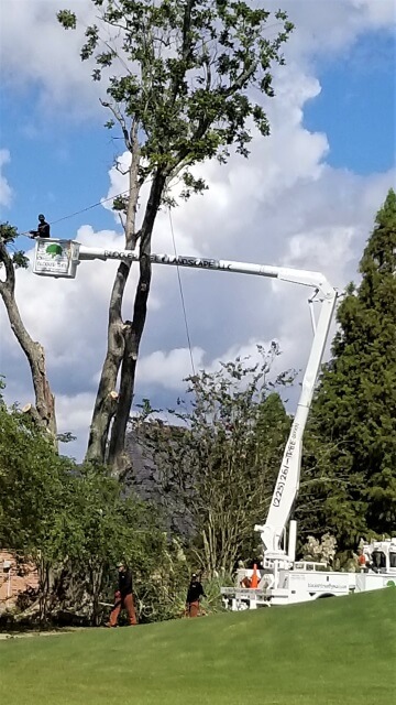 Blocker Tree & Landscape Gallery