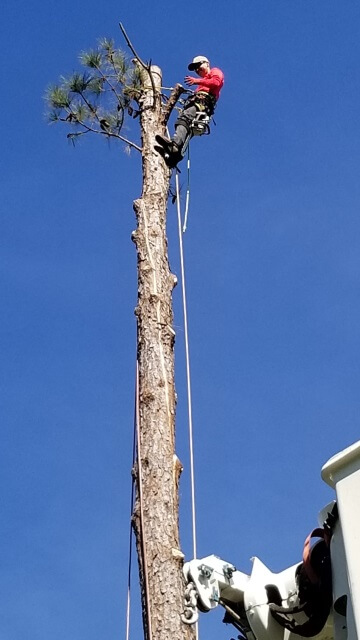 Blocker Tree & Landscape Gallery