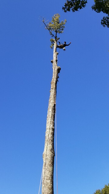 Blocker Tree & Landscape Gallery