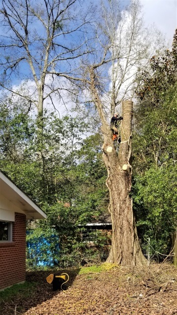 Blocker Tree & Landscape Gallery