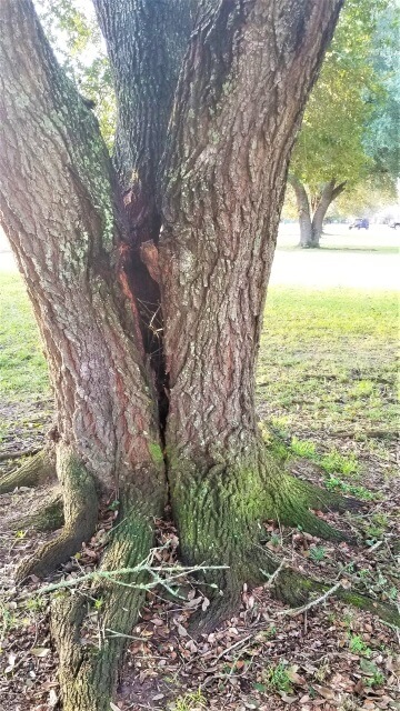 Blocker Tree & Landscape Gallery