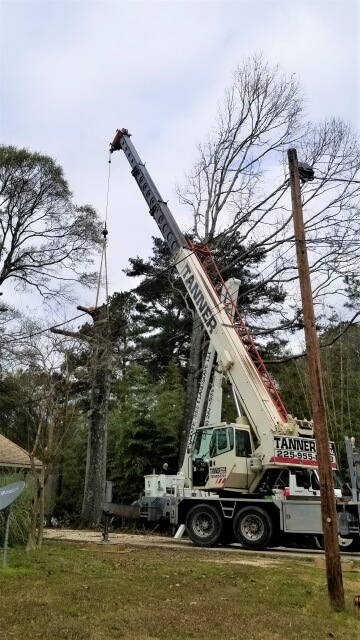 Blocker Tree & Landscape Gallery
