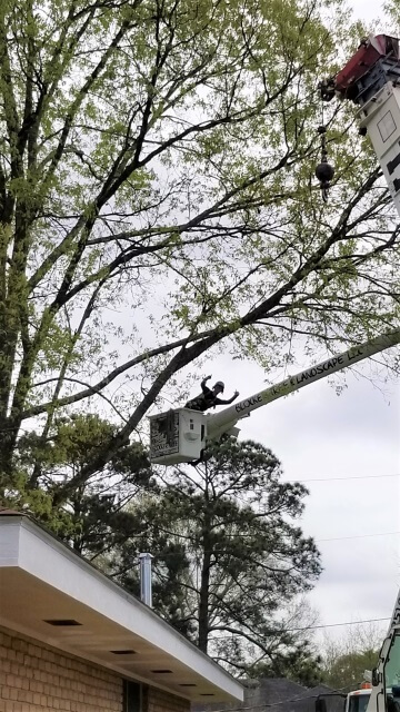 Blocker Tree & Landscape Gallery