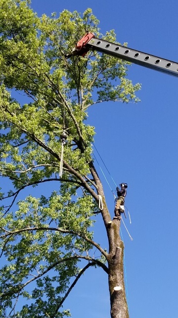 Blocker Tree & Landscape Gallery