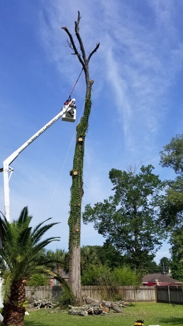 Blocker Tree & Landscape Gallery