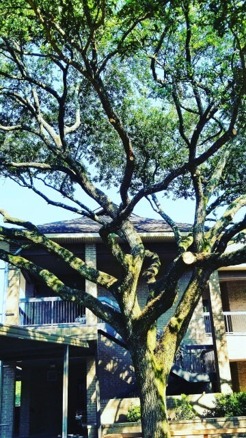 Blocker Tree & Landscape Gallery