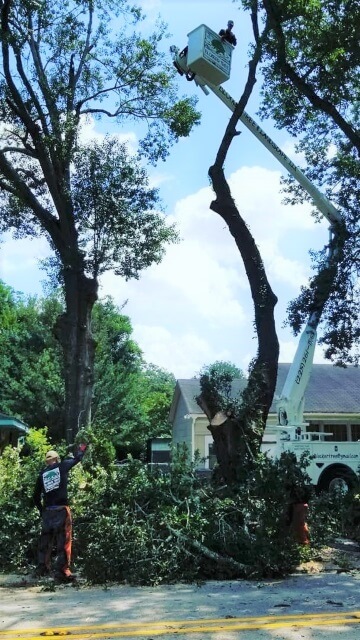 Blocker Tree & Landscape Gallery