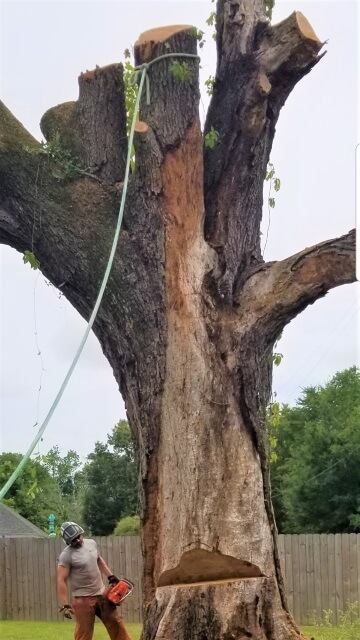 Blocker Tree & Landscape Gallery