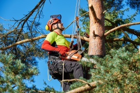 Tree Service