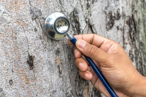 arborist baton rouge