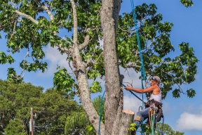 arborist baton rouge