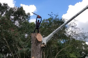 tree removal baton rouge