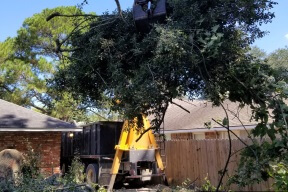 tree removal baton rouge